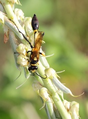 	Sceliphron caementarium	