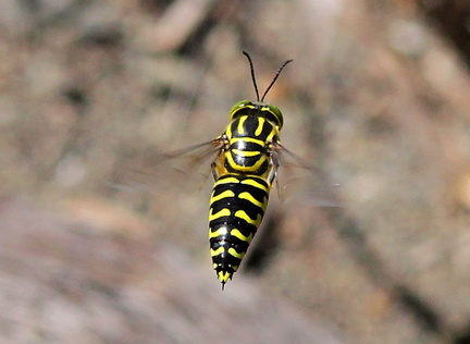 	Stictia signata	