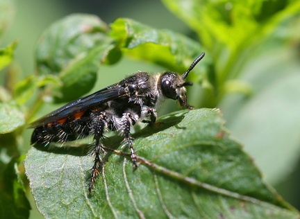 	Xanthocampsomeris sp.	