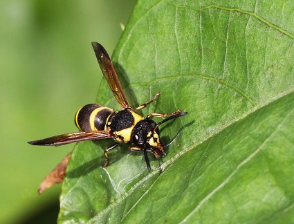 	Pachodynerus sp.