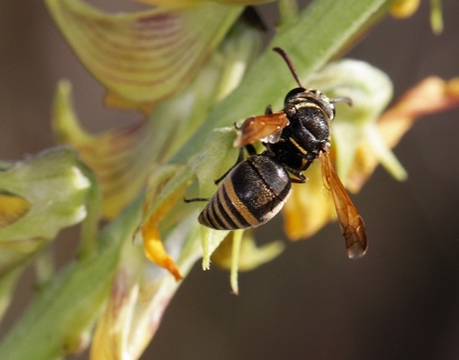 	Pachodynerus nasidens