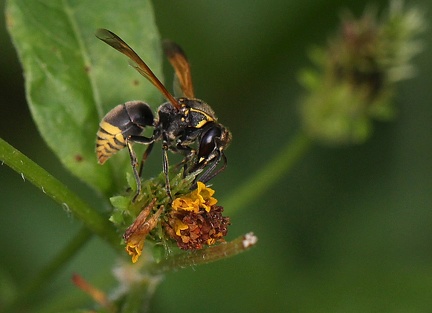 	Pachodynerus nasidens