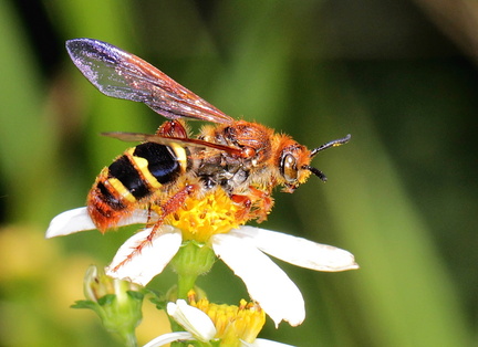 	Campsomeris tricincta	