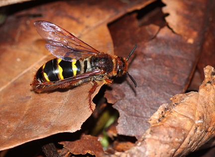 	Campsomeris tricincta	