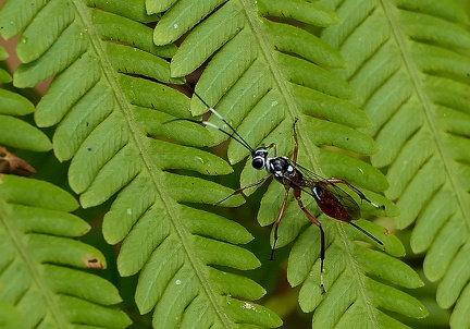 	Xorides plumicornis