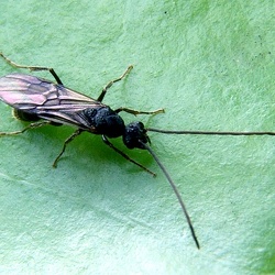 Insectes divers