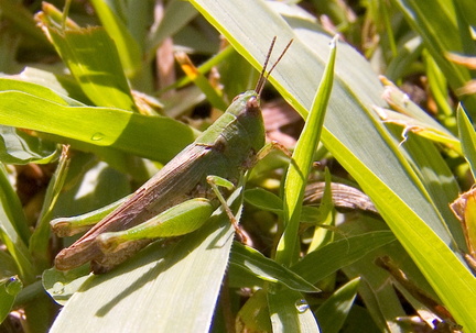 	Orphulella punctata	