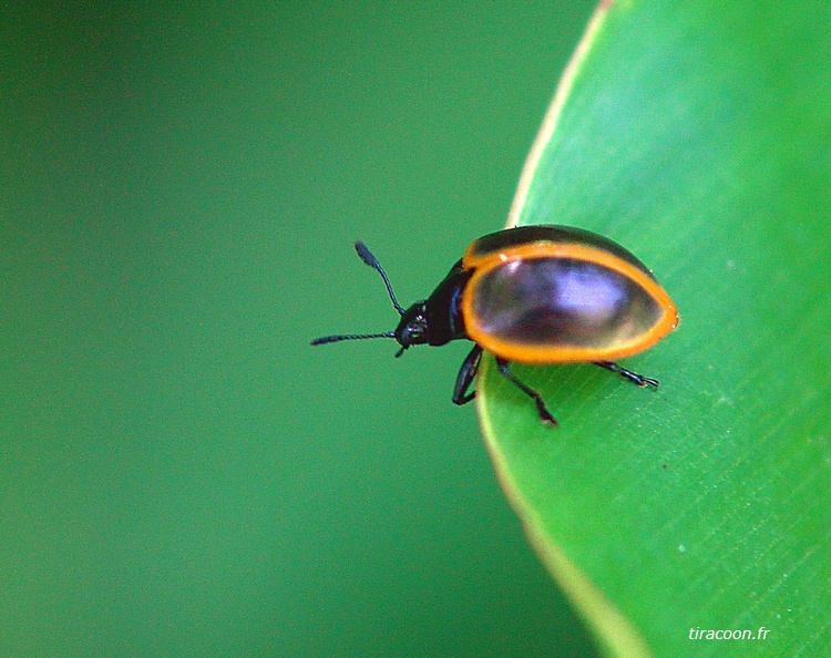 	Iphiclus guadeloupensis	