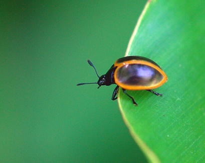 	Iphiclus guadeloupensis	