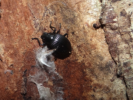 	Cyrtosoma lherminieri