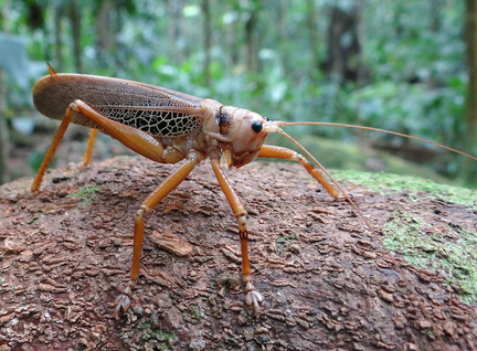 	Nesonotus reticulatus