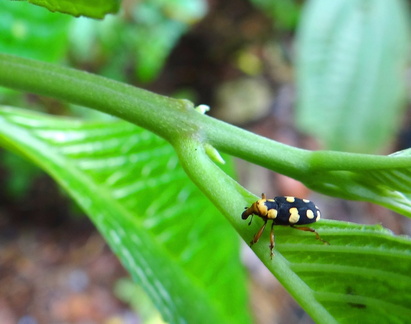 	Palliolatrix insignis