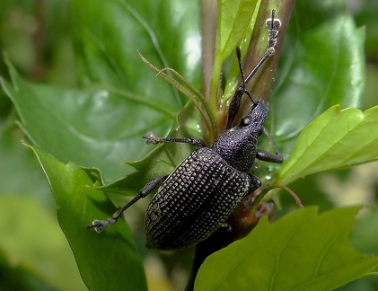 	Diaprepes famelicus