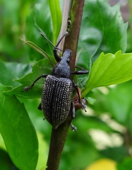 	Diaprepes famelicus