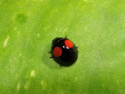 	Chilocorus cacti	