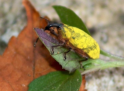 	Ileomus romei