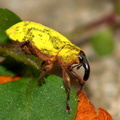 	Ileomus romei