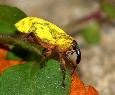 	Ileomus romei