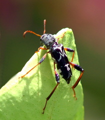 	Neoclytus araneiformis	