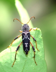 	Neoclytus araneiformis	