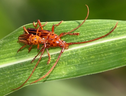 	Oxymerus aculeatus lebasii	