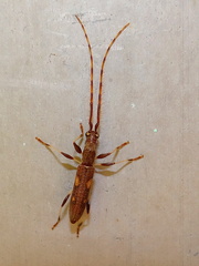 	Neocompsa cylindricollis	