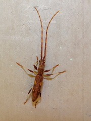 	Neocompsa cylindricollis	