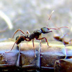 Insectes divers