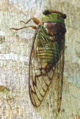 	Fidicina mannifera	