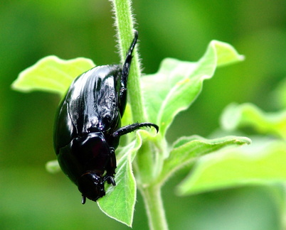 	Macraspis tristis	