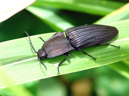 	Chalcolepidius obscurus	