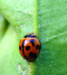 	Coelophora inaequalis	