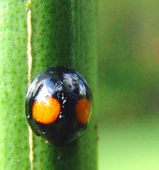 	Chilocorus cacti	