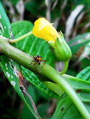 	Palliolatrix insignis