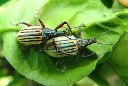 	Diaprepes abbreviatus	