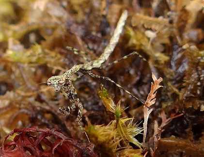 	Oligonyx insularis	