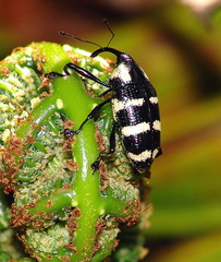 	Polyderces zonatus	