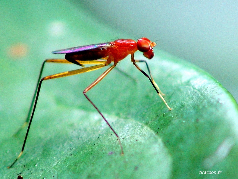 Mouche à échasses, femelle, Grallipeza spinuliger, de la famille des Micropezidae, (Stilt-legged Fly). Basse-Terre (14/10/04). DSC05348M1.jpg