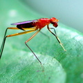 	Grallipeza spinuliger	