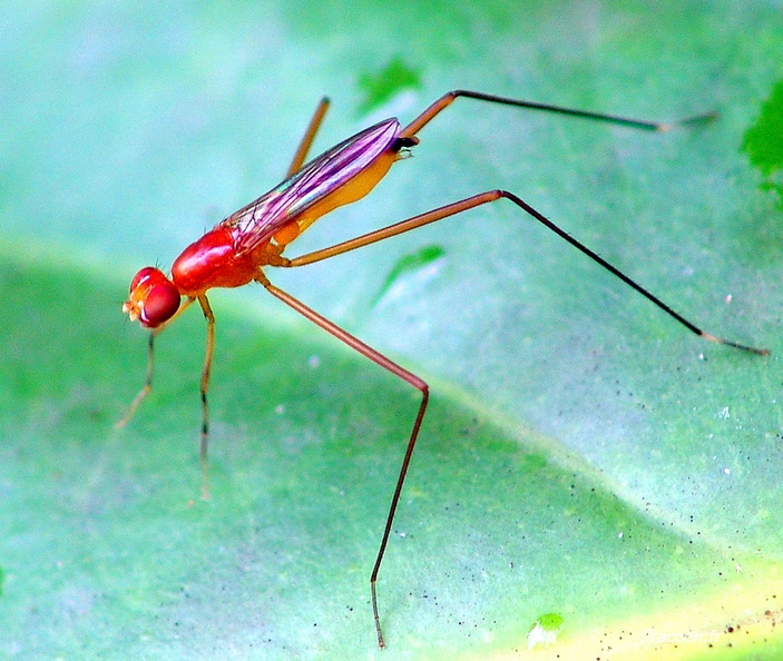 	Grallipeza spinuliger	