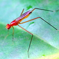 	Grallipeza spinuliger	