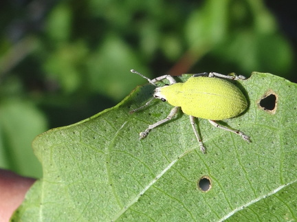 	Polydrusus sp.	