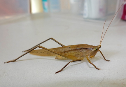 	Neoconocephalus triops	