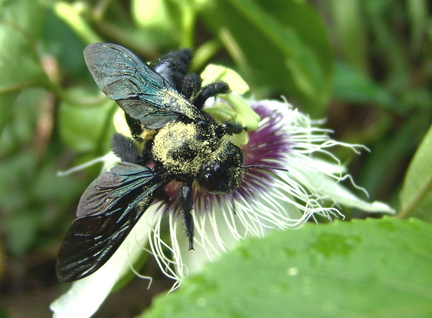 	Xylocopa mordax femelle	