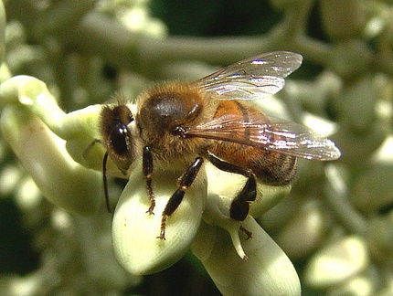 	Apis mellifera	