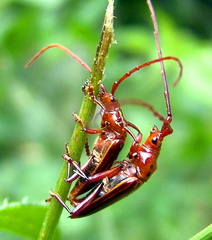 	Oxymerus aculeatus lebasii	