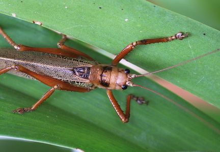 	Nesonotus reticulatuss