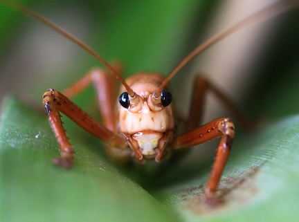 	Nesonotus reticulatus	