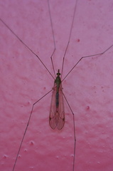 	Tipule	