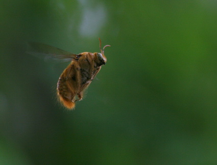 	Xylocopa mordax mâle	